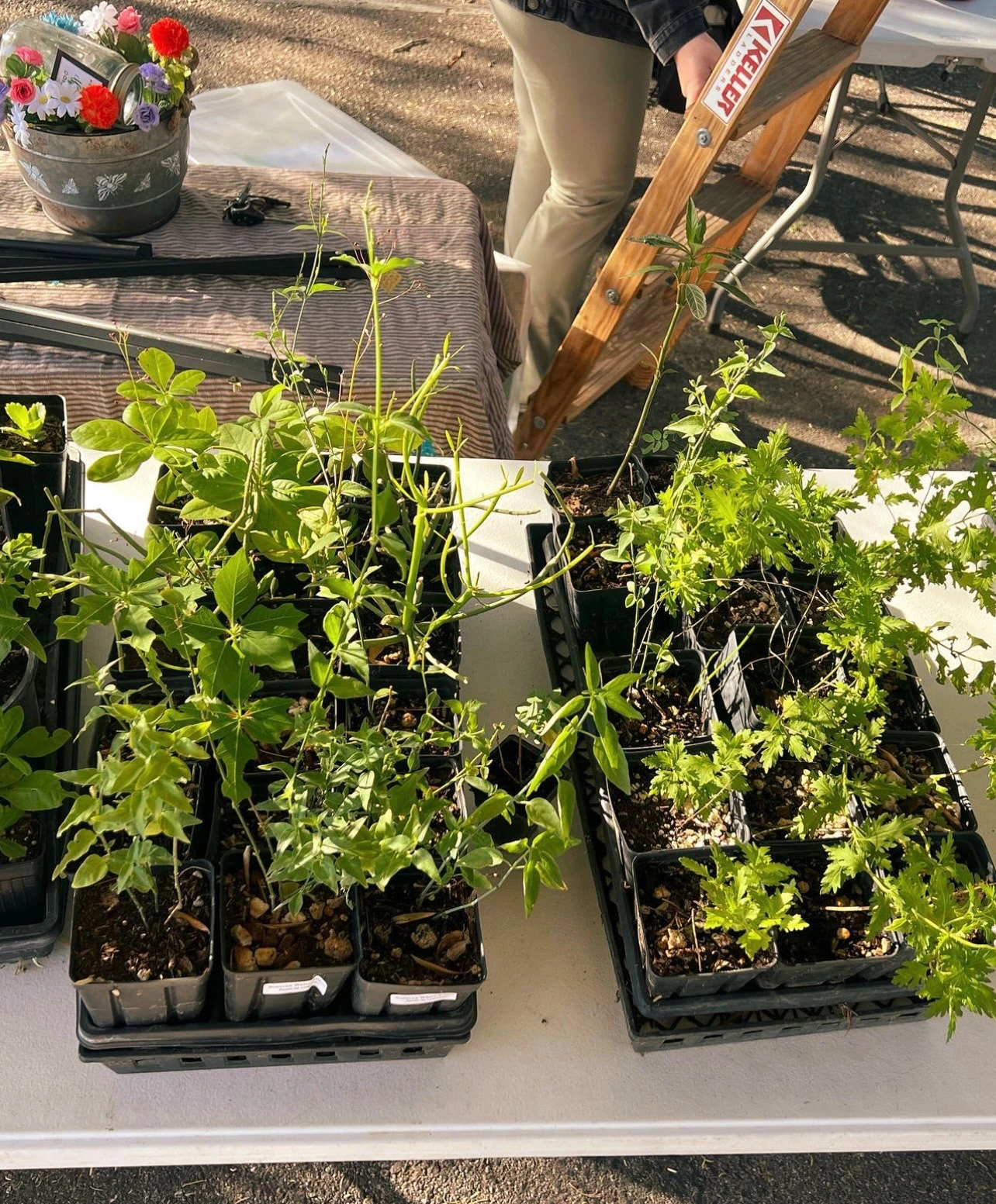 Multiple potted plants on a table.