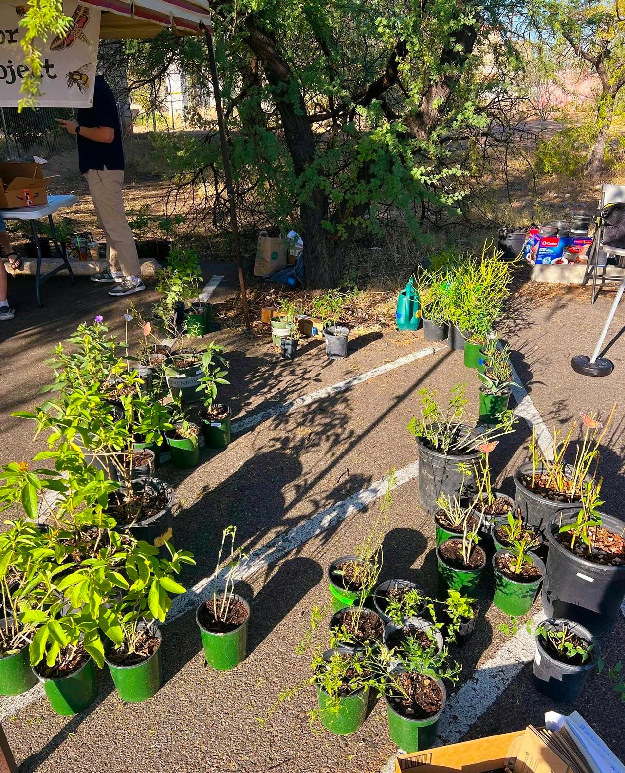 Various potted plants arranged on a street.