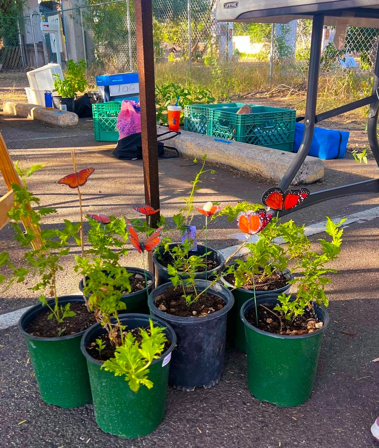 5 potted plants close together with fake orange butterflies sticking out of the plants.