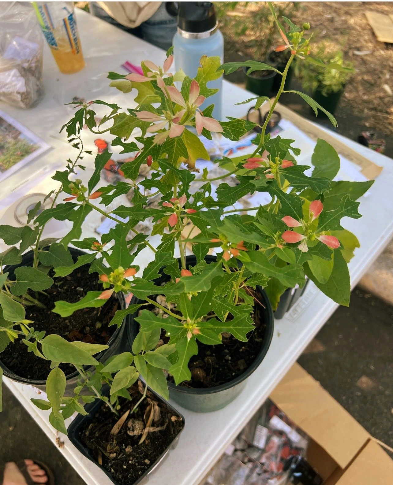 2 potted plants on a table with slight orange leafs on top.