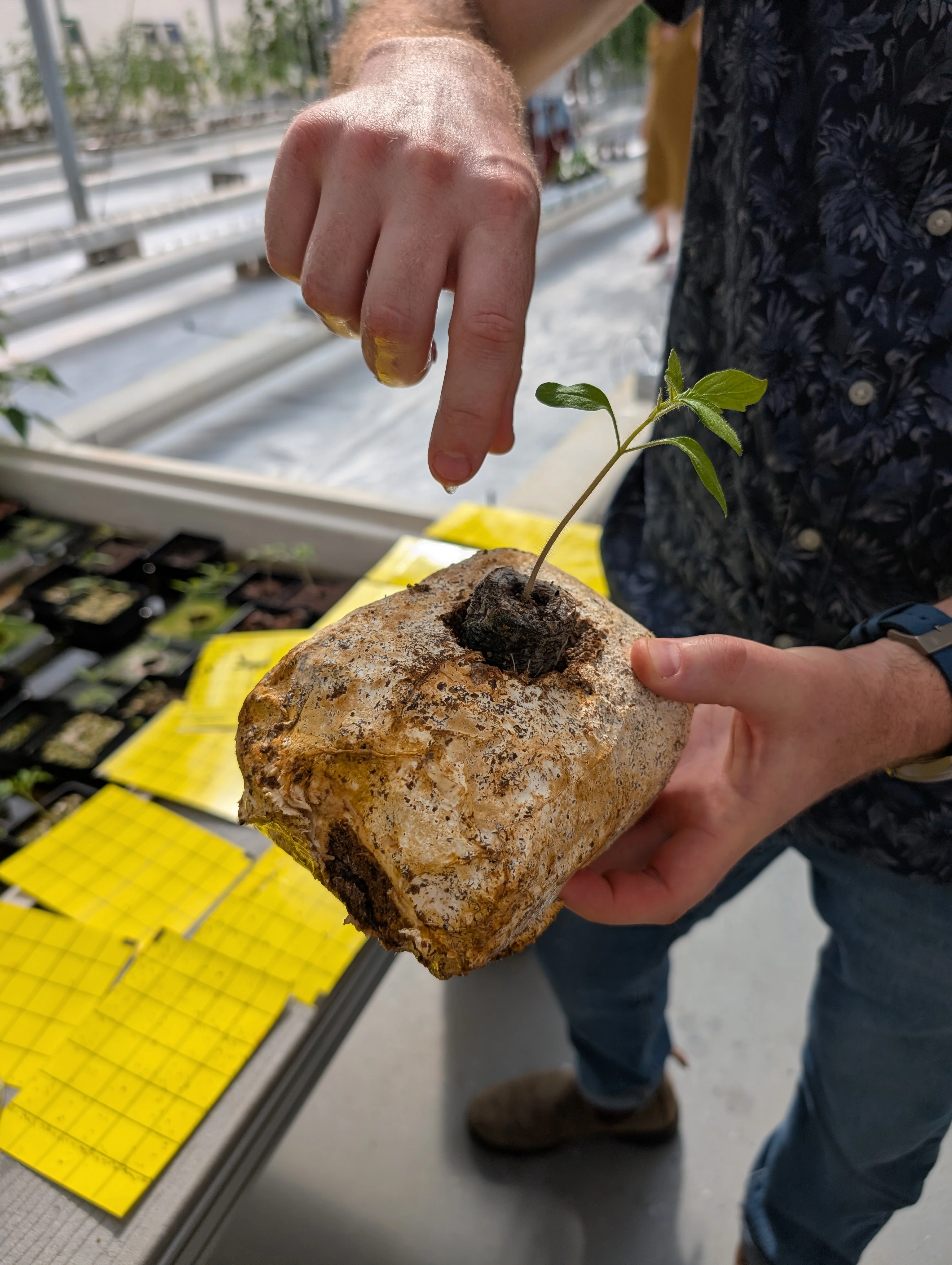 A hand points to a fungi block with a sprout growing out of it.