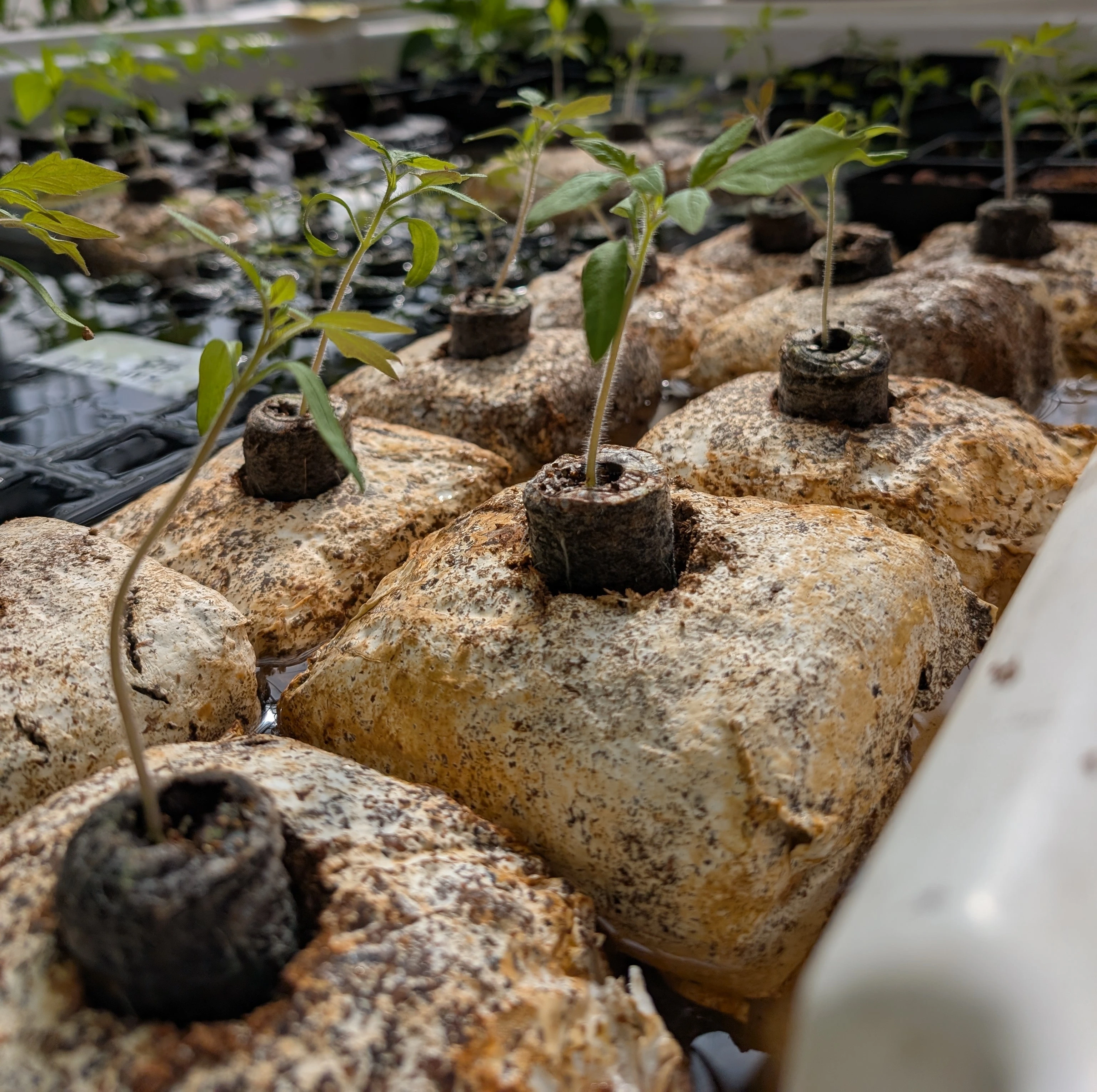 Two rows of fungi blocks with sprouts growing out of them sit in a flood table.