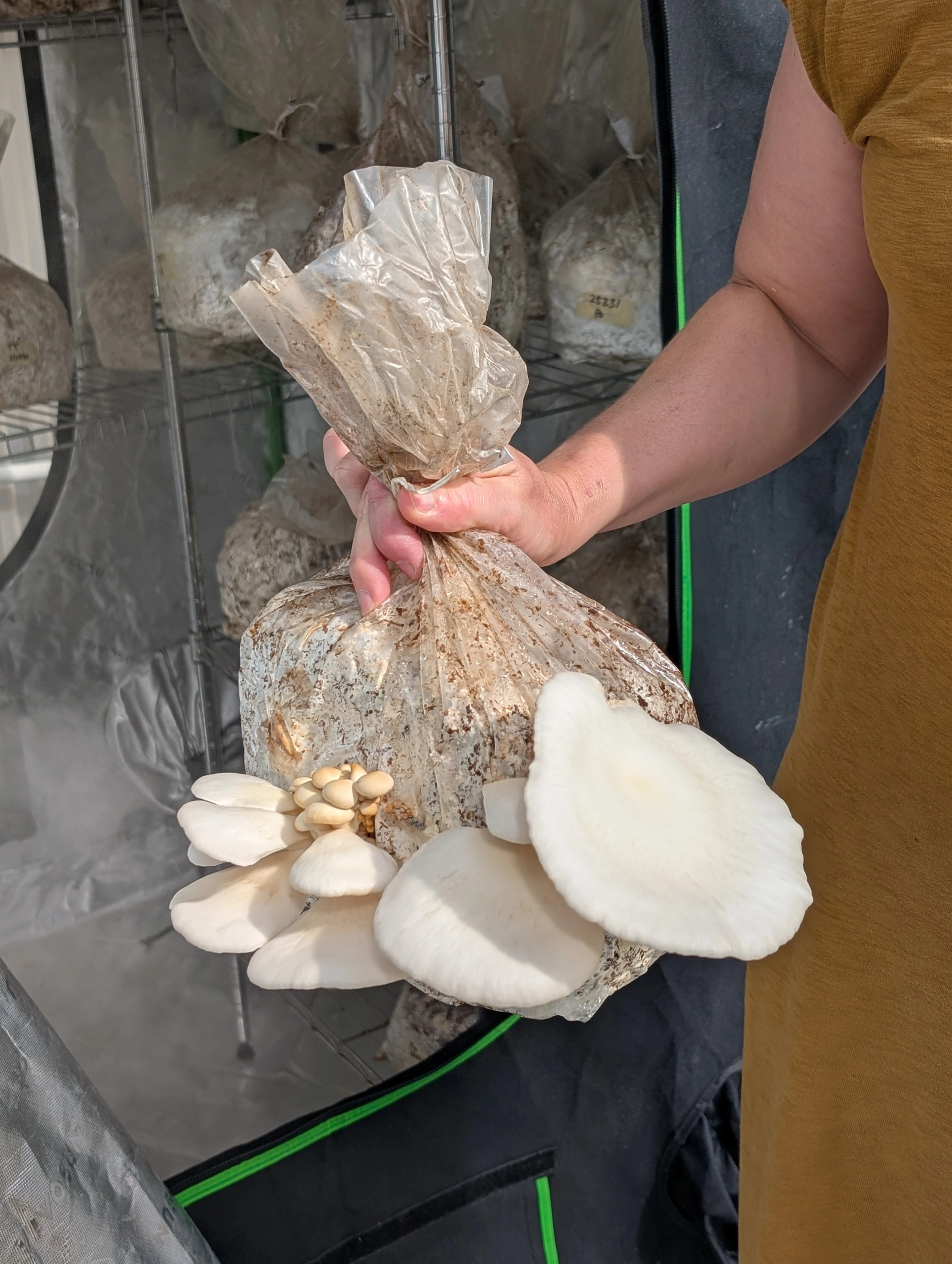 A hand holds a bag with large oyster mushrooms growing out of it.
