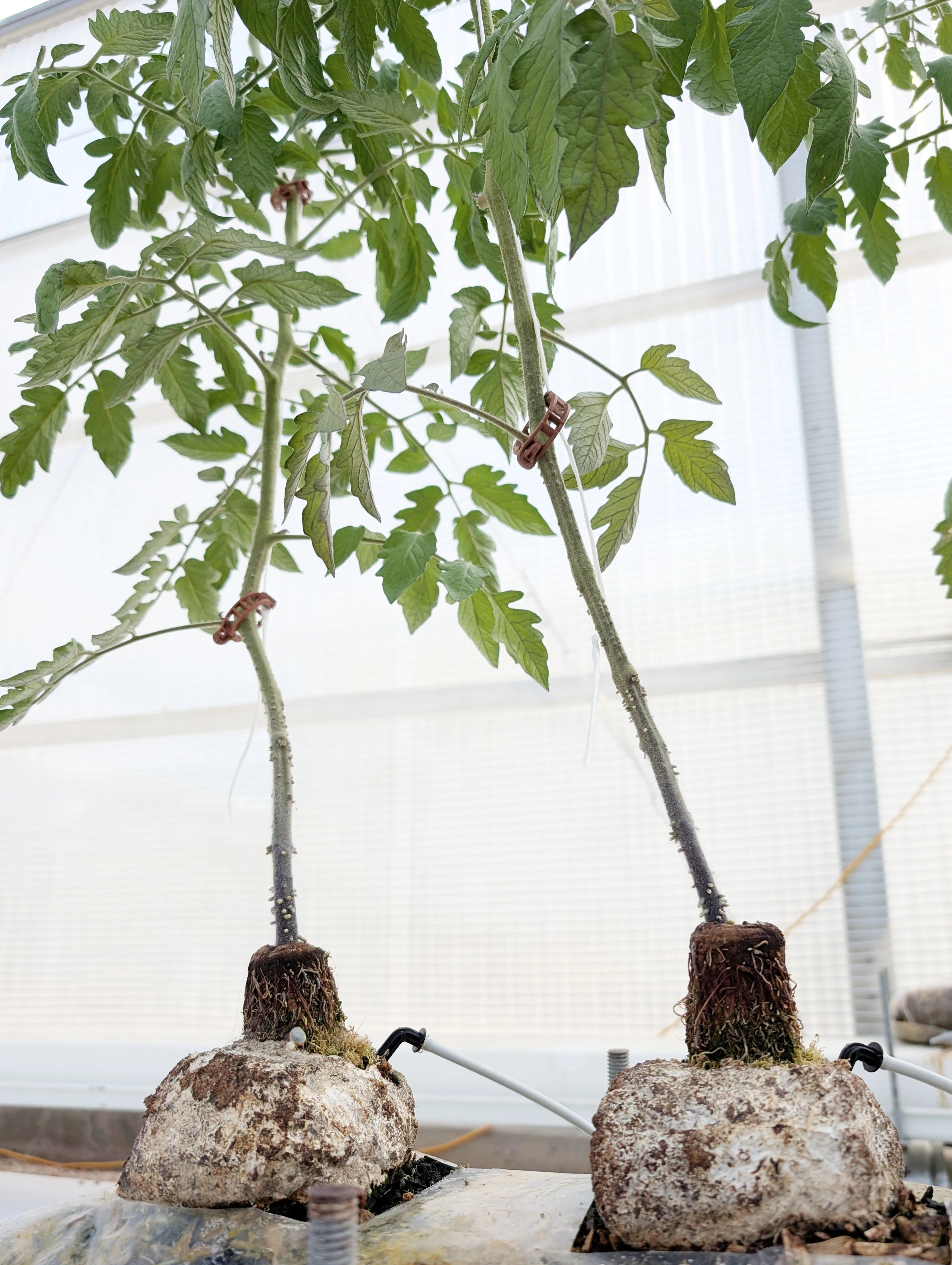 Two flowering tomato plants grow out of white fungi blocks in a greenhouse.