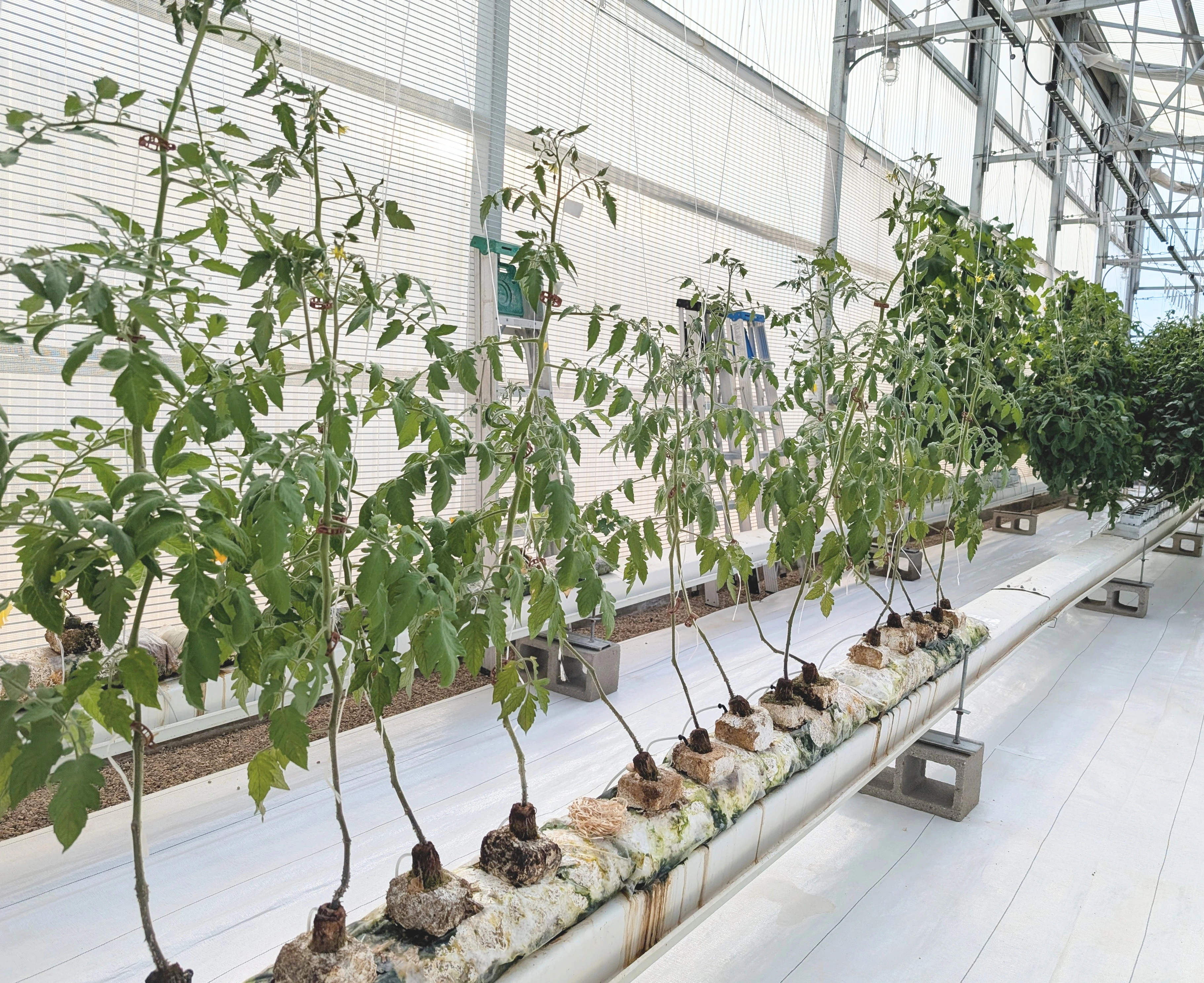 A row of budding plants growing out of fungi blocks sit in a greenhouse.