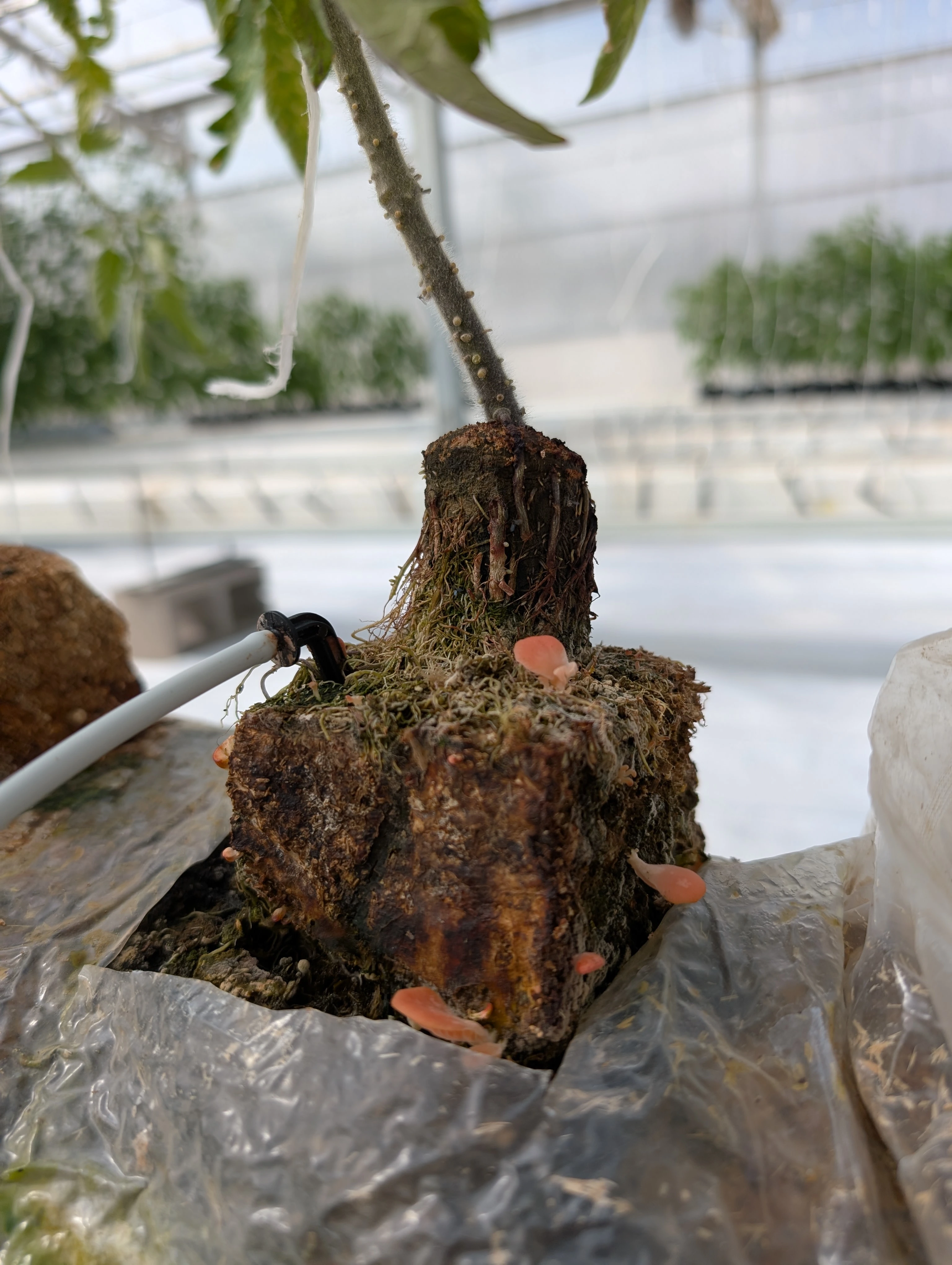 A fungi block with small red mushrooms growing out of it has a cylinder of soil protruding out the top with a vegetative plant in the center.