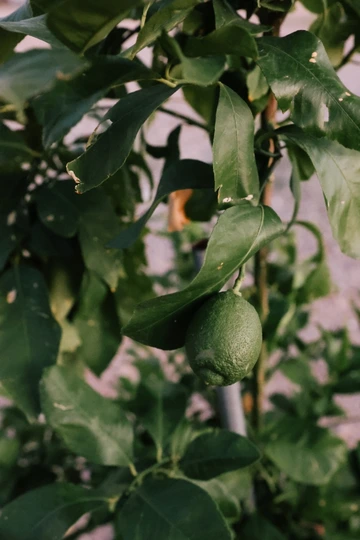 An up close focus of a fruit growing on a tree. 