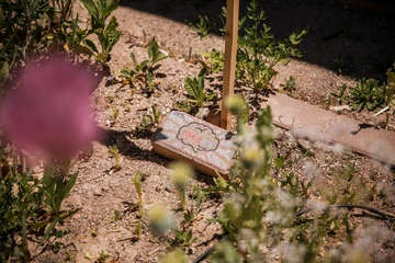 A brick with the word 'nscsas' drawn on with chalk. Surrounded by various plants.