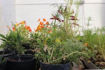 Bright flowers are in black pots inside a greenhouse.