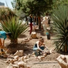 Two people are planting native desert plants in a desert garden.