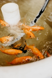9 orange fishes eating food and releasing bubbles in a white tub.