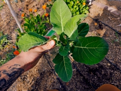 A person's hand holding a plant.