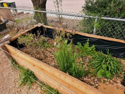 A garden bed filled with plants.