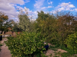 Big bushes of plants growing outside. A person is bent down behind the plant.