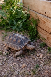 A tortoise standing next to a plant.