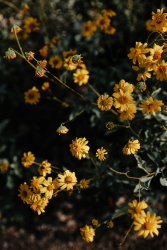 A bush of yellow flowers.