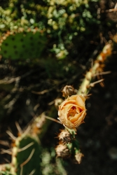 A cacti that has a yellow flower blooming on it.