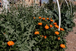 A close up of a bush with orange flowers growing in a garden plot.