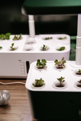 Various types of plants growing in a hydroponic system.