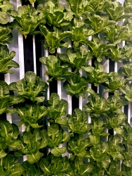 Plants growing out of a hydroponic system.