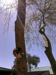 A bird feeder ball hanging from a tree. 