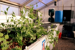 hydroponic system grows peas in a container with a block "A" on it.