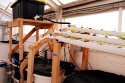 hydroponic system shows small green plants sprouting