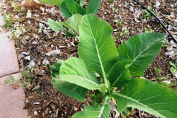 A close up of a plant growing in the ground.