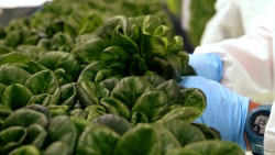 Lettuce being held by a person wearing blue gloves. 