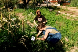 Two people squatting down touching various bushels of plants that are growing in a garden.