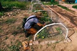 A person squatting down touching a plant that is growing in a garden plot; the plot is covered in garden netting.