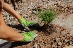 A person wearing green gloves plants a small grass plant in the dirt.