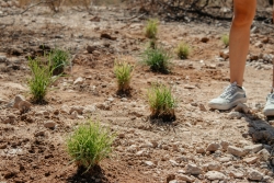 A series of small tufts of grass can be seen, recently watered. 