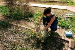 A person squatting down touching a plant that is growing in a garden plot.