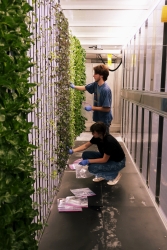 Two people taking samples from plants that are growing in a hydroponic wall system.