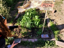 A person squatting down and checking bushels of kale and onion growing in a garden plot.