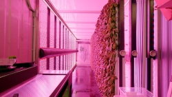 Lettuce grown in Biosphere 2