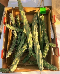 A box with multiple pieces of cacti.