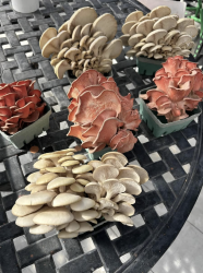 Multiple types of mushrooms laying on a metal table.
