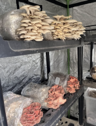 Multiple bags growing mushrooms on a metal shelf.