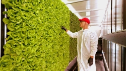 A person next to a wall of lettuce.