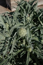 close up of a young artichoke growing