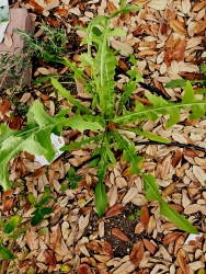 A close up of a lettuce plant growing in the ground.