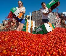 Students dump produce from boxes into a large pile of cherry tomatoes