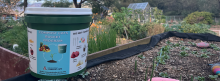 Green bucket on raised garden bed used for the Compost Cats Bucket Program. 