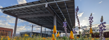 A field of wildflowers grow under a solar panel installation