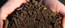 A scoop of compost held in two hands