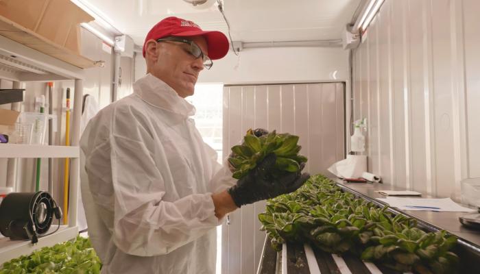 A researcher in a protective gown and gloves inspects a head of lettuce. 