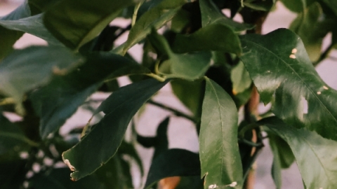 An up close focus of a fruit growing on a tree. 