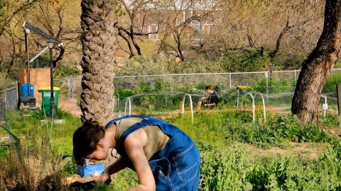 Two people are standing far away from each other in a garden. Each person is bent down observing and touching plants that are growing in different plots.